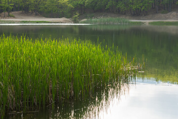 Obraz premium Green reeds grow on the lake in summer. Natural forest background without people. Calm atmospheric landscape in the early morning. The concept of relaxation, relaxation, relaxation by the water.