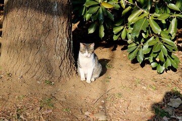 散歩中ひょっこり出てきた子猫　キジトラ　公園　
