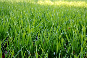 青葉　麦の葉　春　風景
