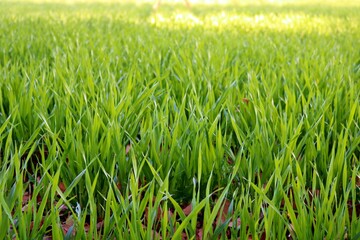 青葉　麦の葉　春　風景