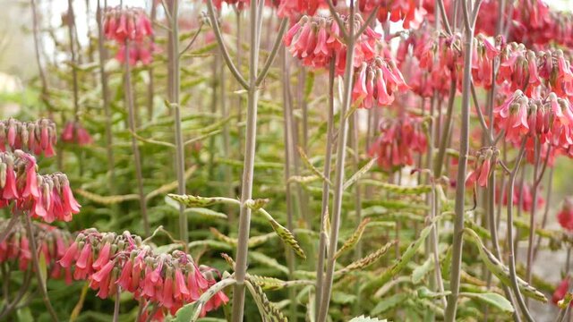 Lucky bells pink flower in garden, California USA. Mother of thousands springtime bloom, meadow romantic botanical atmosphere, delicate mexican hat kalanchoe plant blossom. Coral salmon spring color.