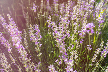 Obraz premium Abstract background of lavender flowers. The warm rays of the sun illuminate the delicate flowers. The concept of summer, feelings, and scents. Herbal medicine, lavender cultivation. Full frame