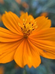 beauty of Cosmos flower in macro 
