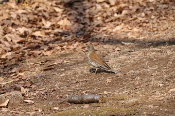 シロハラ　砧公園にて