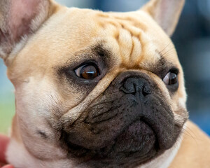 French Bulldog