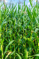 Close up of a field of corn. Organic farming of corn