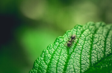 A black forest ant crawls on a green leaf