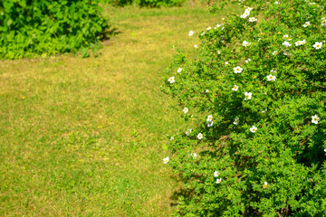 A large green bush with small white flowers in the park in summer, green grass.