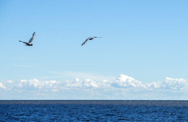 Fototapeta na wymiar Two white gulls fly over the blue sea, blue time