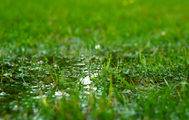 Puddles on the green grass, the wet season