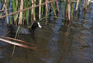 Eurasian coot, or common coot, or Australian coot (Lat. Fulica atra) of Rallidae family swimming among reeds. Adult aquatic bird. Black red-eyed waterbird.