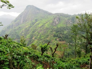 In Ella auf Sri Lanka