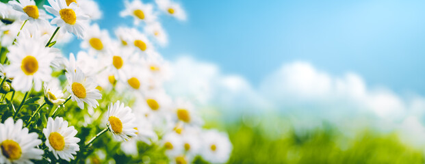 Field of daisy flowers in springtime