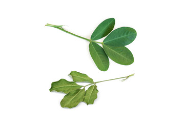 Peanut leaves isolated on white background.