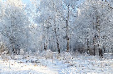 There is a path in the winter forest