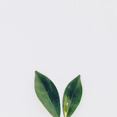Two green plant leaves looking like bunny ears. Easter holiday concept, funny decoration. White background, copy space.