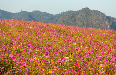 Colourful of cosmos flower blossom field with nature background