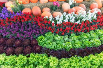 Top view of multi-colour flower and vegetable garden