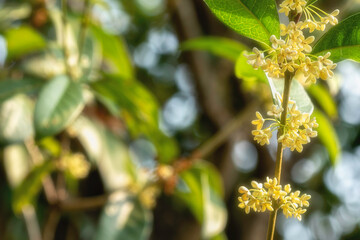 Group of white Sweet Osmanthus or Sweet olive flowers blossom on its tree