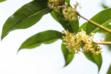 Bouquet of Sweet Osmanthus or Sweet olive flowers blossom on white background