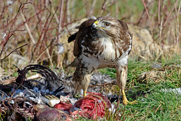 Mäusebussard (Buteo buteo) frisst an Kadaver // Common buzzard eats a dead mammal