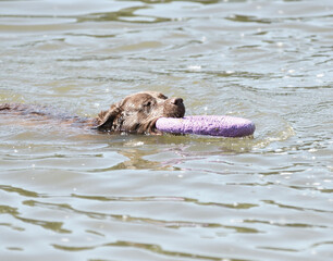 Fototapeta premium Dog breed Labrador – Retriever on a walk by the river