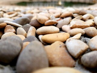 coffee beans on the ground