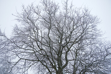 Fototapeta na wymiar single winter tree