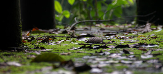 Dry leaves fall on the green groundThe forest in the valley in the morning and a little bit of...