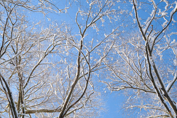 Fototapeta na wymiar snowy winter trees