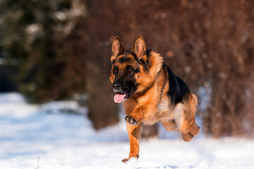 dog german shepherd running in a snowy park in winter