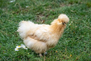 Chinese silk chicken hen (silkie)  on a farm standing in some grass
