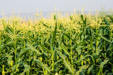 Corn field with mountain on blue sky background. corn agriculture. cereal factory process. 