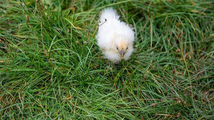 Chinese baby silk chicken (silkie)  on a farm