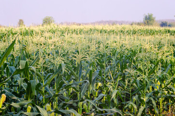 Corn field with mountain on blue sky background. corn agriculture. cereal factory process. 