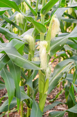 Corn field with mountain on blue sky background. corn agriculture. cereal factory process. 