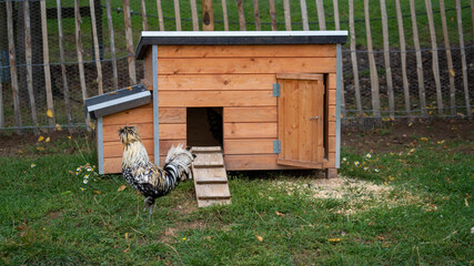 Polish chicken hen running on a farm with a wooden chestnut fence on the background and a chicken...