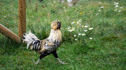 Polish chicken hen running on a farm with a twisted wire on the background
