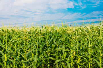 Corn field with mountain on blue sky background. corn agriculture. cereal factory process. 