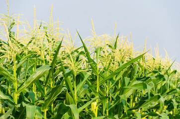 Corn field with mountain on blue sky background. corn agriculture. cereal factory process. 