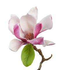 Magnolia liliiflora flower on branch with leaves, Lily magnolia flower isolated on white background...