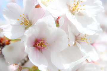 Fototapeta na wymiar 桜の花のクローズアップ