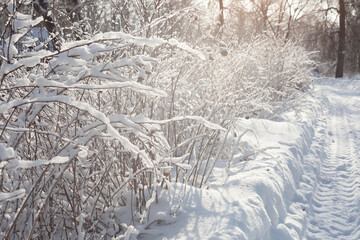 Beautiful snow-covered bushes in winter in the park in the sun