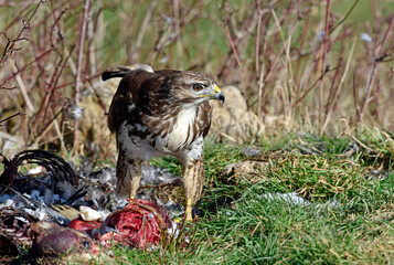 Common buzzard eats a dead mammal // Mäusebussard (Buteo buteo) frisst an Kadaver