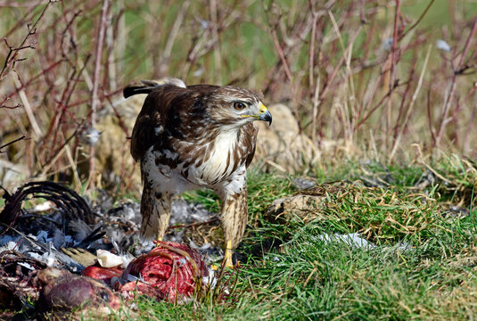 Common buzzard eats a dead mammal // M&auml;usebussard (Buteo buteo) frisst an Kadaver