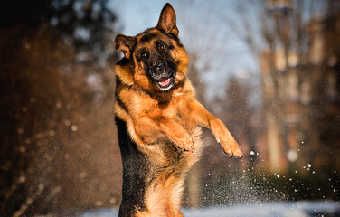 funny dog german shepherd  in winter