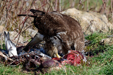 Common buzzard eats a dead mammal // Mäusebussard (Buteo buteo) frisst an Kadaver