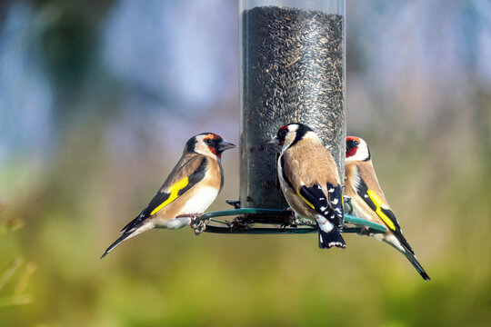 Three European goldfinch or simply the goldfinch on a bird feeder with Nyjer seeds