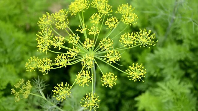 Dill inflorescence. Blooming dill cap close-up. Growing conditions. Agricultural work in the summer.
