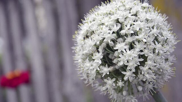 Onion. White onion inflorescences close-up. Growing conditions. Agricultural work in the summer.